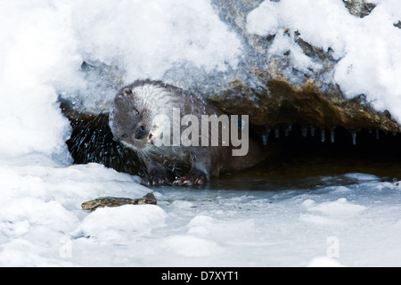 gemeinsamen otter Stockfoto