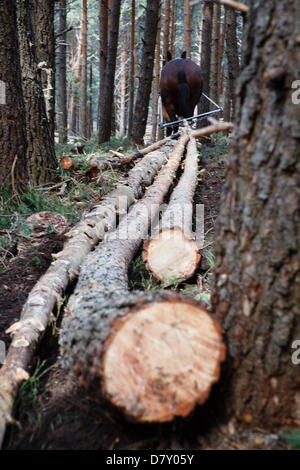 Ezcaray, La Rioja, Spanien. 14. Mai 2013. Maultiere ziehen gefällt Kiefernstämmen, während der Wald Ausdünnung, in der Nähe von Ezcaray, La Rioja, Spanien. Entfernen von Stämmen mit dem Maultier bewirkt, dass weniger Umweltschäden zur restlichen Wald als mechanische Methoden. Foto von James Sturcke/Alamy Live-Nachrichten Stockfoto