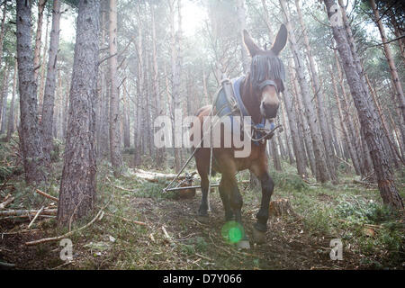 Ezcaray, La Rioja, Spanien. 14. Mai 2013. Maultiere ziehen gefällt Kiefernstämmen, während der Wald Ausdünnung, in der Nähe von Ezcaray, La Rioja, Spanien. Entfernen von Stämmen mit dem Maultier bewirkt, dass weniger Umweltschäden zur restlichen Wald als mechanische Methoden. Foto von James Sturcke/Alamy Live-Nachrichten Stockfoto