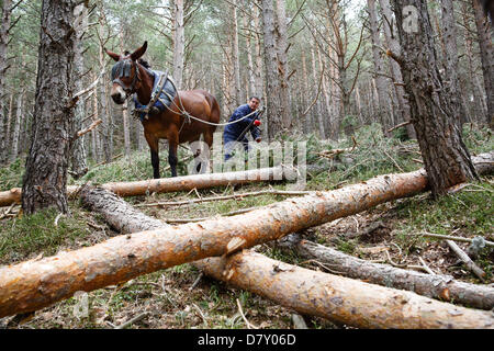 Ezcaray, La Rioja, Spanien. 14. Mai 2013. Maultiere ziehen gefällt Kiefernstämmen, während der Wald Ausdünnung, in der Nähe von Ezcaray, La Rioja, Spanien. Entfernen von Stämmen mit dem Maultier bewirkt, dass weniger Umweltschäden zur restlichen Wald als mechanische Methoden. Foto von James Sturcke/Alamy Live-Nachrichten Stockfoto