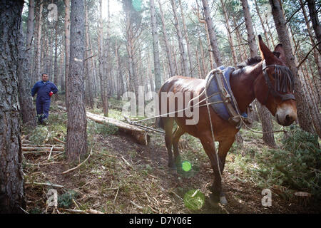 Ezcaray, La Rioja, Spanien. 14. Mai 2013. Maultiere ziehen gefällt Kiefernstämmen, während der Wald Ausdünnung, in der Nähe von Ezcaray, La Rioja, Spanien. Entfernen von Stämmen mit dem Maultier bewirkt, dass weniger Umweltschäden zur restlichen Wald als mechanische Methoden. Foto von James Sturcke/Alamy Live-Nachrichten Stockfoto
