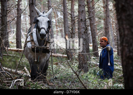 Ezcaray, La Rioja, Spanien. 14. Mai 2013. Maultiere ziehen gefällt Kiefernstämmen, während der Wald Ausdünnung, in der Nähe von Ezcaray, La Rioja, Spanien. Entfernen von Stämmen mit dem Maultier bewirkt, dass weniger Umweltschäden zur restlichen Wald als mechanische Methoden. Foto von James Sturcke/Alamy Live-Nachrichten Stockfoto