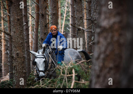 Ezcaray, La Rioja, Spanien. 14. Mai 2013. Maultiere ziehen gefällt Kiefernstämmen, während der Wald Ausdünnung, in der Nähe von Ezcaray, La Rioja, Spanien. Entfernen von Stämmen mit dem Maultier bewirkt, dass weniger Umweltschäden zur restlichen Wald als mechanische Methoden. Foto von James Sturcke/Alamy Live-Nachrichten Stockfoto