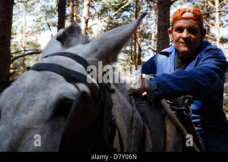 Ezcaray, La Rioja, Spanien. 14. Mai 2013. Maultiere ziehen gefällt Kiefernstämmen, während der Wald Ausdünnung, in der Nähe von Ezcaray, La Rioja, Spanien. Entfernen von Stämmen mit dem Maultier bewirkt, dass weniger Umweltschäden zur restlichen Wald als mechanische Methoden. Foto von James Sturcke/Alamy Live-Nachrichten Stockfoto