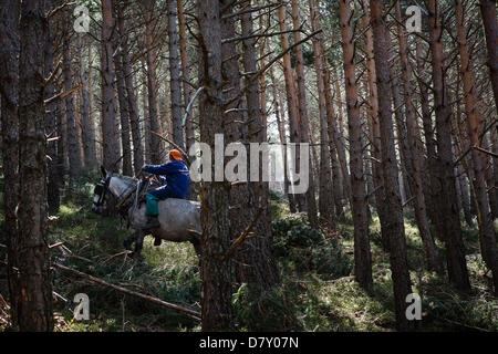 Ezcaray, La Rioja, Spanien. 14. Mai 2013. Maultiere ziehen gefällt Kiefernstämmen, während der Wald Ausdünnung, in der Nähe von Ezcaray, La Rioja, Spanien. Entfernen von Stämmen mit dem Maultier bewirkt, dass weniger Umweltschäden zur restlichen Wald als mechanische Methoden. Foto von James Sturcke/Alamy Live-Nachrichten Stockfoto