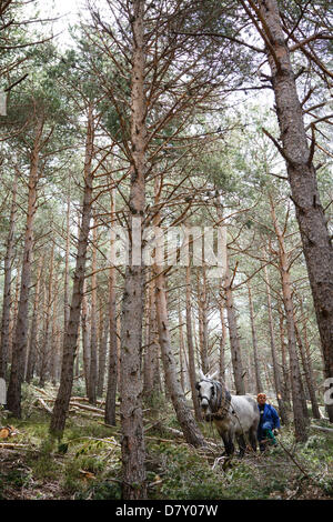 Ezcaray, La Rioja, Spanien. 14. Mai 2013. Maultiere ziehen gefällt Kiefernstämmen, während der Wald Ausdünnung, in der Nähe von Ezcaray, La Rioja, Spanien. Entfernen von Stämmen mit dem Maultier bewirkt, dass weniger Umweltschäden zur restlichen Wald als mechanische Methoden. Foto von James Sturcke/Alamy Live-Nachrichten Stockfoto