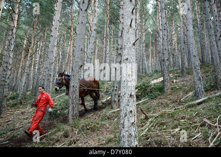 Ezcaray, La Rioja, Spanien. 14. Mai 2013. Maultiere ziehen gefällt Kiefernstämmen, während der Wald Ausdünnung, in der Nähe von Ezcaray, La Rioja, Spanien. Entfernen von Stämmen mit dem Maultier bewirkt, dass weniger Umweltschäden zur restlichen Wald als mechanische Methoden. Foto von James Sturcke/Alamy Live-Nachrichten Stockfoto