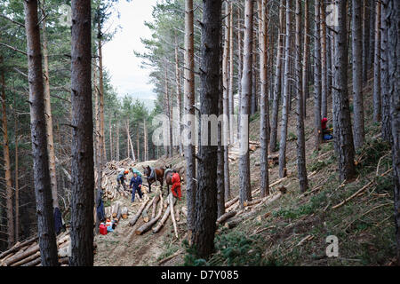 Ezcaray, La Rioja, Spanien. 14. Mai 2013. Maultiere ziehen gefällt Kiefernstämmen, während der Wald Ausdünnung, in der Nähe von Ezcaray, La Rioja, Spanien. Entfernen von Stämmen mit dem Maultier bewirkt, dass weniger Umweltschäden zur restlichen Wald als mechanische Methoden. Foto von James Sturcke/Alamy Live-Nachrichten Stockfoto