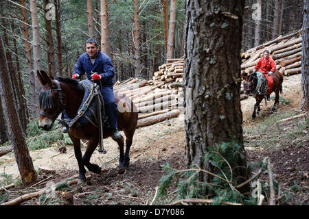 Ezcaray, La Rioja, Spanien. 14. Mai 2013. Maultiere ziehen gefällt Kiefernstämmen, während der Wald Ausdünnung, in der Nähe von Ezcaray, La Rioja, Spanien. Entfernen von Stämmen mit dem Maultier bewirkt, dass weniger Umweltschäden zur restlichen Wald als mechanische Methoden. Foto von James Sturcke/Alamy Live-Nachrichten Stockfoto