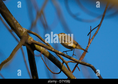 Gemeinsamen Zilpzalp kleine wandernde Singvogel fotografiert in Kelso, Schottland, neben Fluss Tweed, April Stockfoto