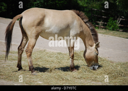 Esel Essen Heu, Höhenplan Stockfoto