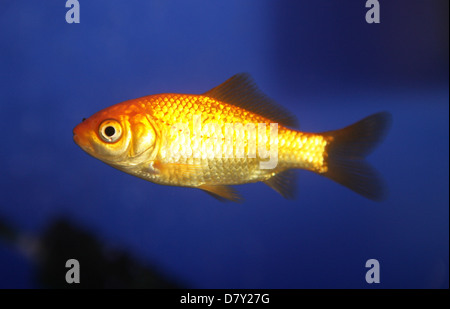 Gemeinsame Goldfisch Single adult Profil UK Stockfoto