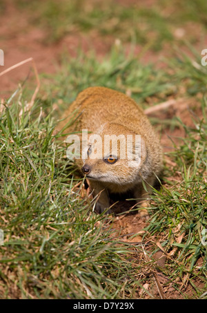 Gelbe Mongoose Cynictis Penicillata alleinstehenden Gras UK, in Gefangenschaft Stockfoto