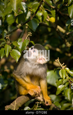 Gemeinsamen Totenkopfaffen Saimiri Sciureus alleinstehende Erwachsene sitzt in einem Baum UK, in Gefangenschaft Stockfoto