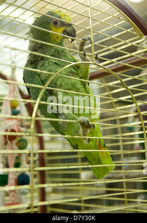 Blau-Fronted Amazon Parrot Amazona Aestiva alleinstehende Erwachsene in einem Käfig UK Stockfoto