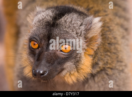 Mungo Lemur Eulemur Mongoz einzigen Erwachsenen Porträt UK, in Gefangenschaft Stockfoto