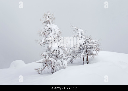 Europäische Lärchen (Larix Decidua) im Schnee im Winter, Nationalpark Gran Paradiso, Valle d ' Aosta, Italien Stockfoto