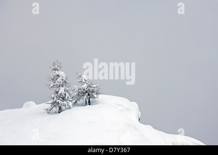 Europäische Lärchen (Larix Decidua) im Schnee im Winter, Nationalpark Gran Paradiso, Valle d ' Aosta, Italien Stockfoto