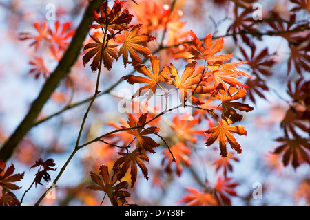 Acer Palmatum Trompenburg. Japanischer Ahornbaum Stockfoto