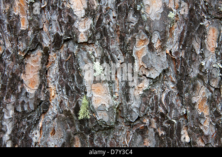 Kiefer (Pinus Sylvestris) Rinde Nahaufnahme Stockfoto