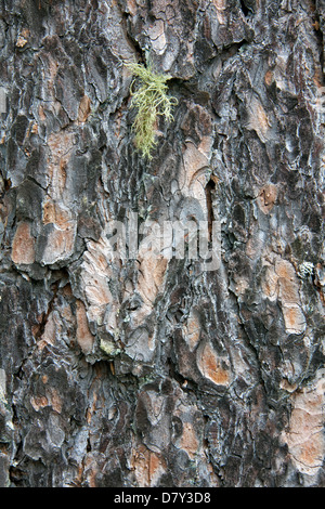 Kiefer (Pinus Sylvestris) Rinde Nahaufnahme Stockfoto