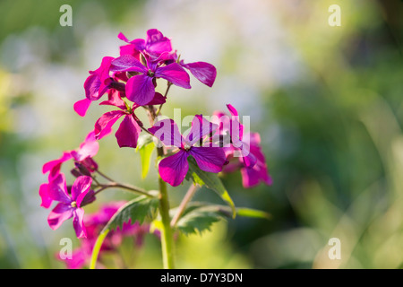 LUNARIA Annua. Ehrlichkeit-Blumen Stockfoto