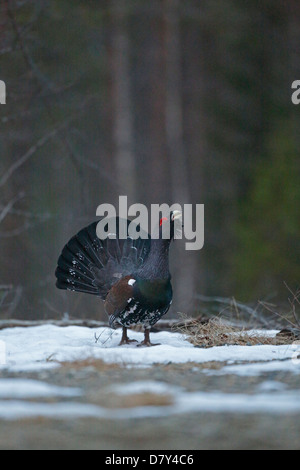 Männliche Auerhuhn Anzeige an einem Lek-Standort in Finnland Stockfoto