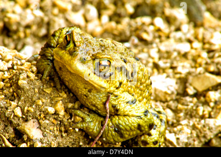 Gemeinsamen Kröte Stockfoto