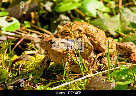 Gemeinsamen Kröte mit Partner auf Rückseite Stockfoto