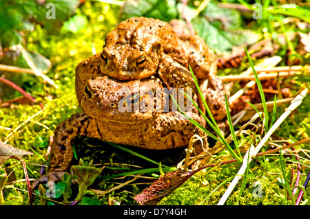 Gemeinsamen Kröte mit Partner auf Rückseite Stockfoto