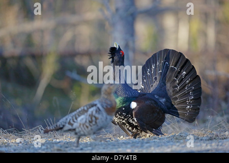 Männliche Auerhuhn Anzeige an einem Lek-Standort in Finnland mit weiblichen vor Stockfoto