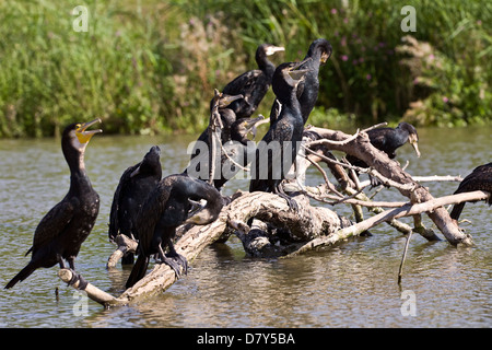 Kormorane Stockfoto