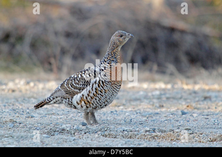 Weiblich männlich Auerhahn auf dem Boden an einem Lek-Standort in Finnland Stockfoto