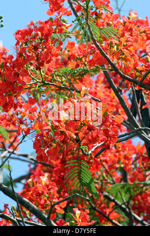 Pfau-Blumen blühen rot volle Baum aussehen schöner. Stockfoto