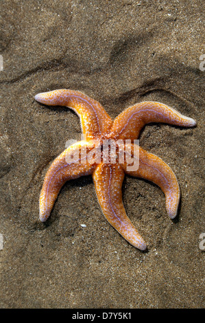 Nahaufnahme Bild von einem gemeinsamen Seestern (Asterias Rubens), am Strand von Kingsdown, Kent. Stockfoto