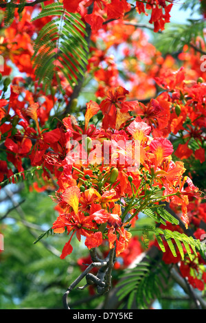 Pfau-Blumen blühen rot volle Baum aussehen schöner. Stockfoto