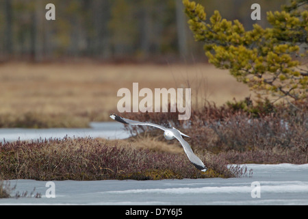 Gemeinsamen Gull ausziehen aus einem zugefrorenen See in Finnland Stockfoto