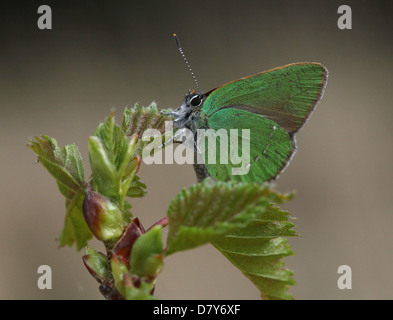 Makro Nahaufnahme eines grünen Zipfelfalter (Callophrys Rubi) Schmetterlings posiert auf einem Blatt Stockfoto