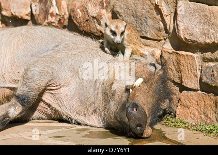 Suricat und Warzenschwein Stockfoto