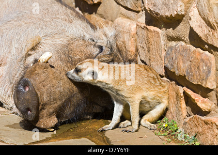 Suricat und Warzenschwein Stockfoto