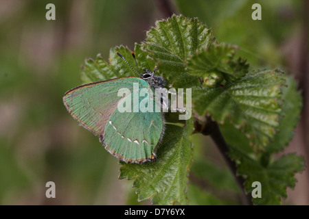 Makro Nahaufnahme eines grünen Zipfelfalter (Callophrys Rubi) Schmetterlings posiert auf einem Blatt Stockfoto