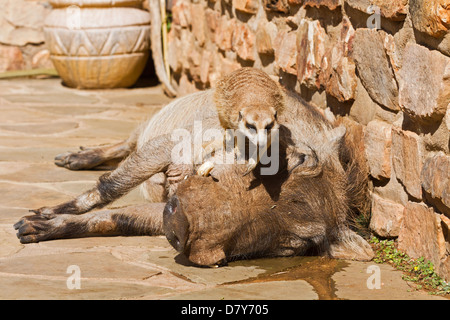 Suricat und Warzenschwein Stockfoto