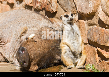 Suricat und Warzenschwein Stockfoto