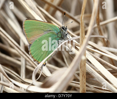 Makro Nahaufnahme eines grünen Zipfelfalter (Callophrys Rubi) Schmetterlings posiert auf dem Boden Stockfoto