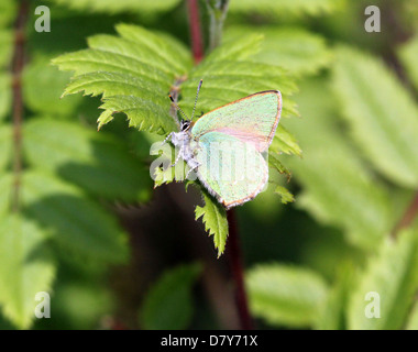 Makro Nahaufnahme eines grünen Zipfelfalter (Callophrys Rubi) Schmetterlings posiert auf einem Blatt Stockfoto