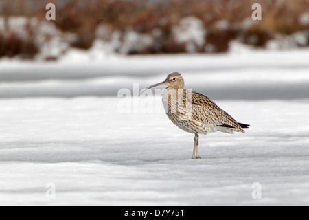 Regenbrachvogel auf einem zugefrorenen See in Finnland Stockfoto