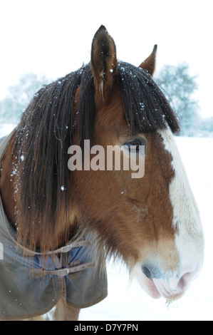 Shire Horse in Feld bei Schneefall, Hook Norton, Oxfordshire Stockfoto