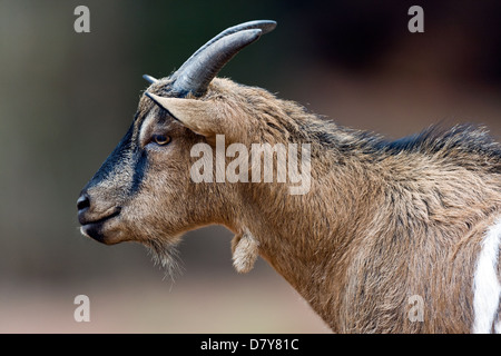 Pygmy goat Stockfoto