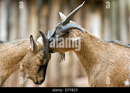 Zwergziegen Stockfoto
