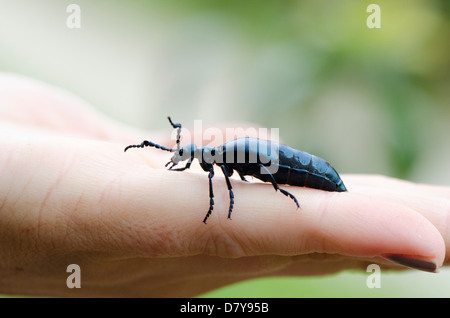 Violette statt Käfer Öl auf jemandes Hand. Stockfoto